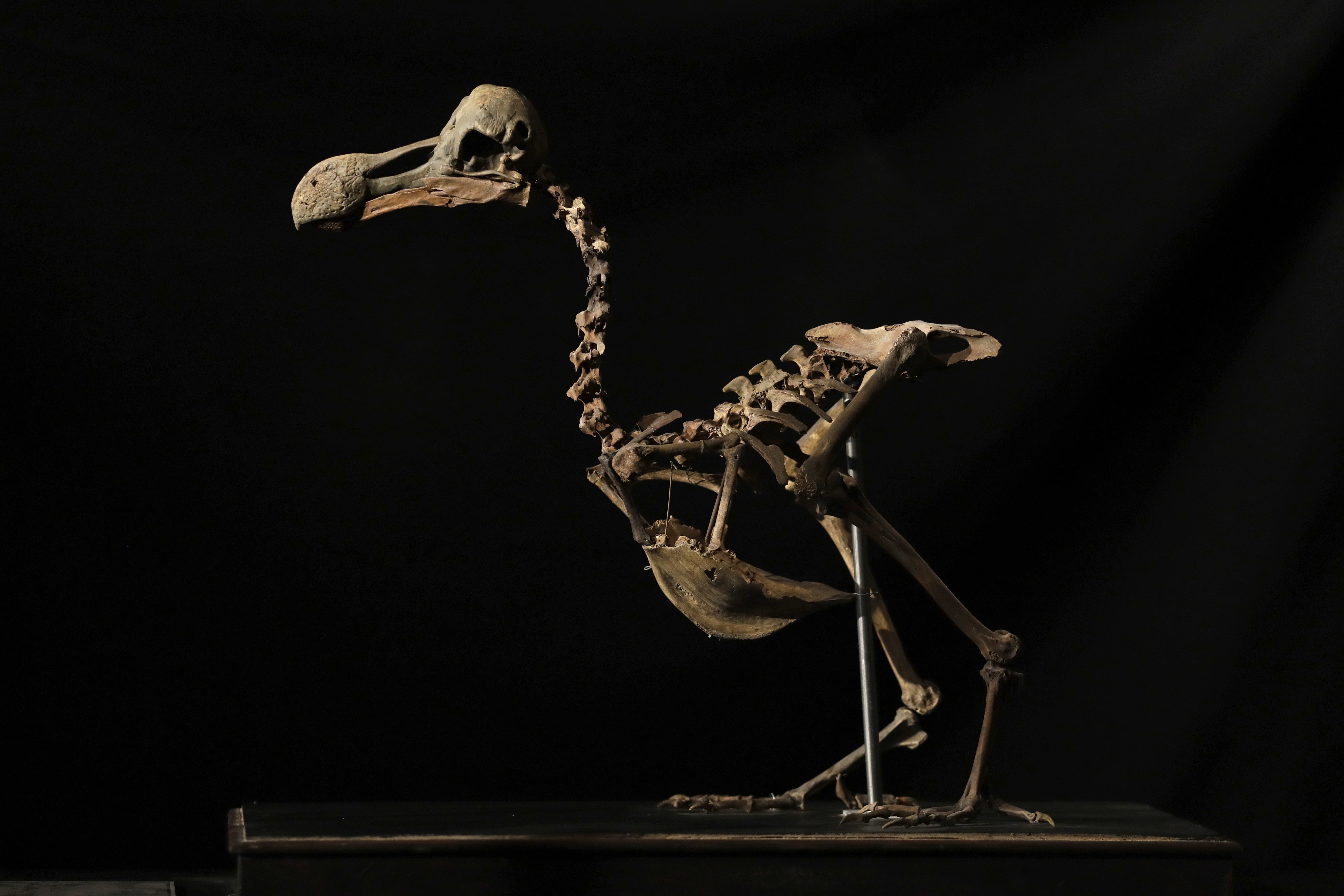 A Dodo skeleton