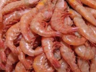 Biodegradable Plastic Produced From Shells of Shrimp