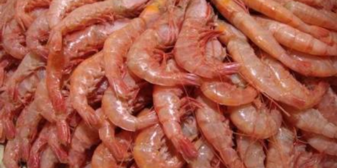 Biodegradable Plastic Produced From Shells of Shrimp