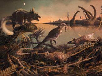 Dino-era Rat-Like Fossil Claimed As Earliest Human Ancestor